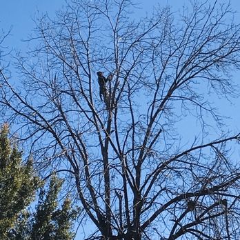 Lorenzo's Tree Service - Trimming on the high tree. - Tree Services Near Me Lorenzo's Tree Service - Trimming on the high tree. - Tree Services Near Me