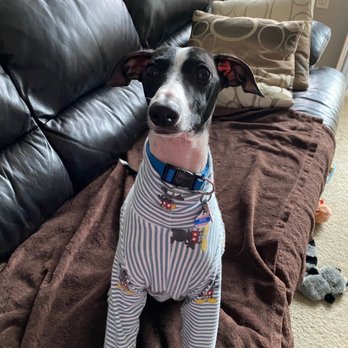 VCA Murrayhill Veterinary Hospital - Zeus, are you ready to go see your friends at MurrayHill? - Veterinarians Near Me - Beaverton, Oregon VCA Murrayhill Veterinary Hospital - Zeus, are you ready to go see your friends at MurrayHill? - Veterinarians Near Me - Beaverton, Oregon