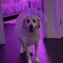 Spay Neuter Vets