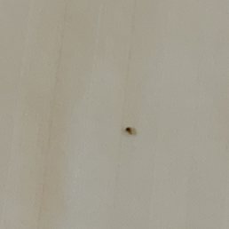 My room infested bed bugs, left right after getting evidence.