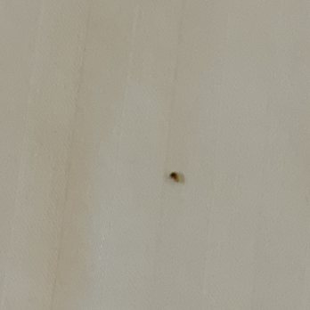 Best Western Sky Valley Inn - My room infested bed bugs, left right after getting evidence. - Hotels Near Me - Monroe, Washington