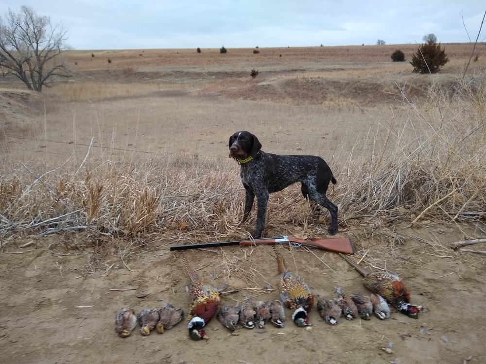 Rawhide Kennels Training Center - pet boarding facility in Lingle, WY