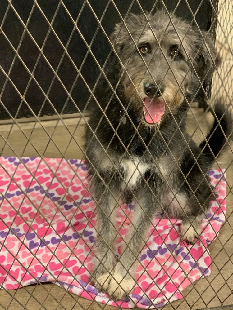 ABBY’S DOG HOUSE 12 Reviews Pet Sitting 744 W 17th St, Ogden, UT