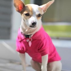 Groomin Tails Pet Salon