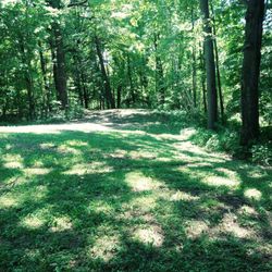Horseshoe Lake County Park - Picnic area