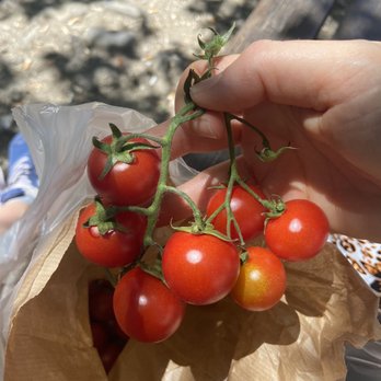 Mercato Centrale - Cherry tomatoes to die for - Food Court Near Me - Florence, FI Mercato Centrale - Cherry tomatoes to die for - Food Court Near Me - Florence, FI