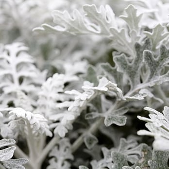 Evergreen Nursery - ® Gerard Lozano Photography: Evergreen Nursery - Nurseries & Gardening Near Me - San Leandro, California Evergreen Nursery - ® Gerard Lozano Photography: Evergreen Nursery - Nurseries & Gardening Near Me - San Leandro, California