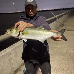 Crossbay Bait 'n' Tackle - Blue fish