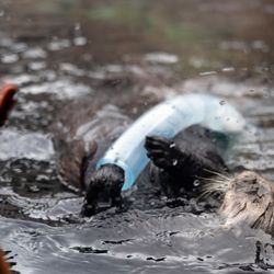 Monterey Bay Aquarium - Getting food out of tube and ice