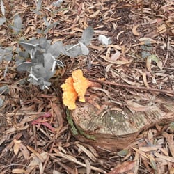Historic Life-Saving Station and G Ranch Cemetery - A cool mushroom