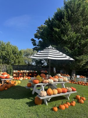 Sweet Berry Farm by null