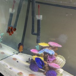 Clown fish and others