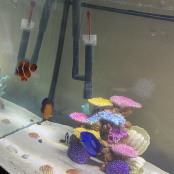 Three Little Fish - Clown fish and others - Professional Services Near Me - Lancaster, California