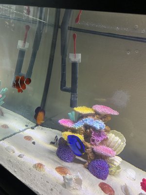 Three Little Fish by null