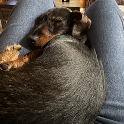 Airport Pet Emergency Clinic