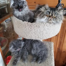 Persian cats: chip, mickie and buddy Persian cats: chip, mickie and buddy