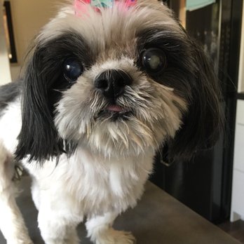 PetSmart - Pet Stores Near Me - San Jose, California PetSmart - Pet Stores Near Me - San Jose, California