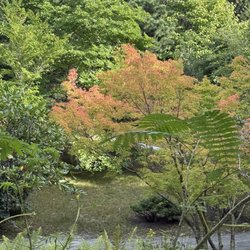 Mytoi Japanese Gardens - Fall foliage beginning