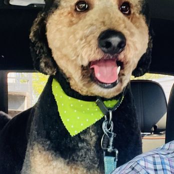 Urban Tailworks - Auggie after his appointment - Pet Groomers Near Me - Lincoln, Nebraska Urban Tailworks - Auggie after his appointment - Pet Groomers Near Me - Lincoln, Nebraska