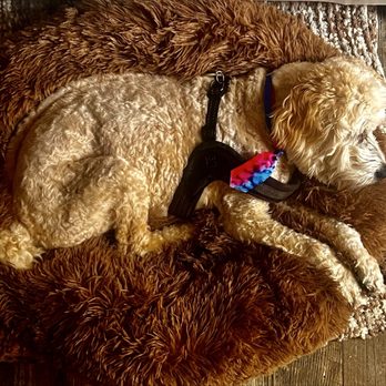Whiskers & Wags - BuddyG on his Donut Bed - Pet Groomers Near Me - Jim Thorpe, Pennsylvania Whiskers & Wags - BuddyG on his Donut Bed - Pet Groomers Near Me - Jim Thorpe, Pennsylvania