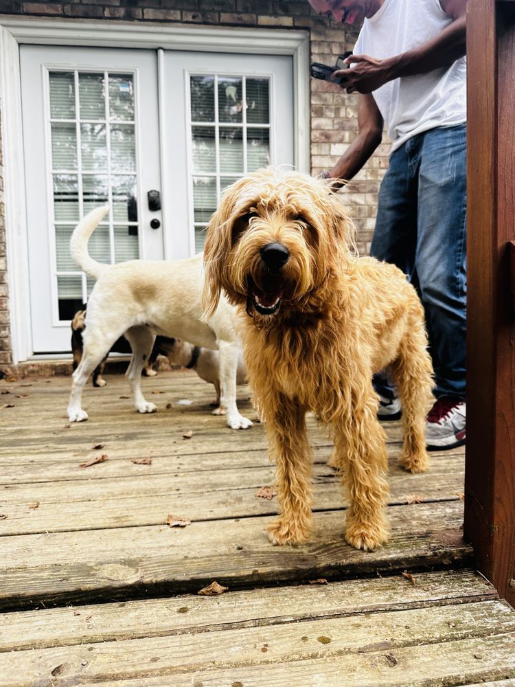 DD’S PET DAYCARE 34 Photos Nashville, Tennessee Pet Boarding