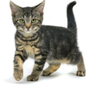 Burton Veterinary Services - Veterinarians Near Me - Abbotsford, British Columbia