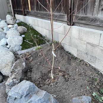 Garden View Nursery - My new White Birch from Garden View - Nurseries & Gardening Near Me - Irwindale, California