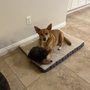 Blue Sky Veterinary Services