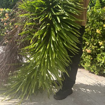 Nelson's Bee Removal - Huge bee hive woven throughout the frond. - Pest Control Near Me Nelson's Bee Removal - Huge bee hive woven throughout the frond. - Pest Control Near Me