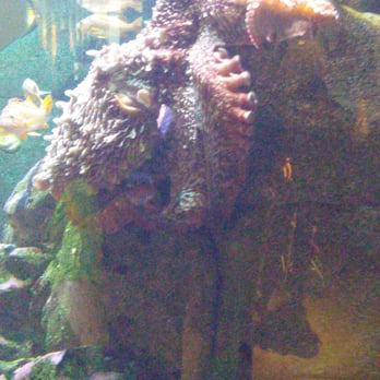 Seattle Aquarium - Pacific octopus - Aquariums Near Me - Seattle, Washington Seattle Aquarium - Pacific octopus - Aquariums Near Me - Seattle, Washington