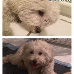 Charles Loops, DVM - This is Ginger before Dr. Loops' homeopathic remedy and then 1 hour after her first dose of remedy. The results are dramatic.