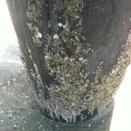 Barnacles Barnacles