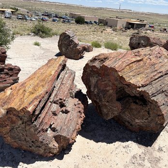 Rainbow Forest Museum And Visitor Center - Giant Logs Trail - Museums Near Me - Holbrook, Arizona