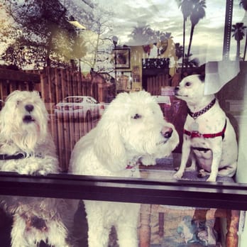 Doggie Dos - Moxie & Yoda with their friends at daycare. - Pet Groomers Near Me - La Mesa, California Doggie Dos - Moxie & Yoda with their friends at daycare. - Pet Groomers Near Me - La Mesa, California