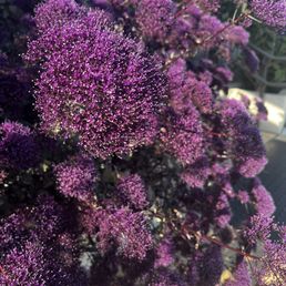 Beautiful flowers outside our room. Beautiful flowers outside our room.
