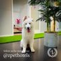 Photo of Z Pet Hotels