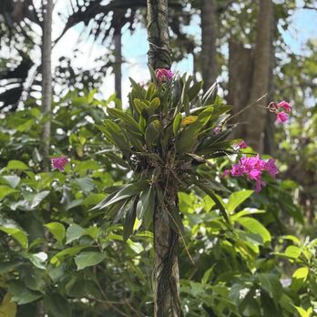 Flamingo Gardens - Botanical Gardens Near Me - Davie, Florida