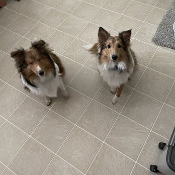 Pat's K9 Training - Hunter and Scarlett - Pet Training Near Me - Goodyear, Arizona