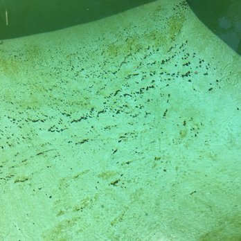 Jeremiah Pools - Here's before Martin. - Pool Cleaners Near Me Jeremiah Pools - Here's before Martin. - Pool Cleaners Near Me