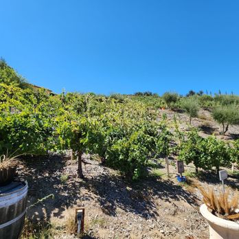 Vindemia Estate Winery - a vineyard on a hill - Wine Bars Near Me - Temecula, California Vindemia Estate Winery - a vineyard on a hill - Wine Bars Near Me - Temecula, California