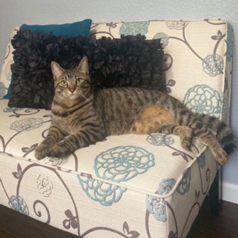 Tacoma Cat Hospital - Veterinarians Near Me - Fircrest, Washington Tacoma Cat Hospital - Veterinarians Near Me - Fircrest, Washington