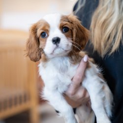 Palm Beach Puppies  - Cavalier King Charles Spaniel