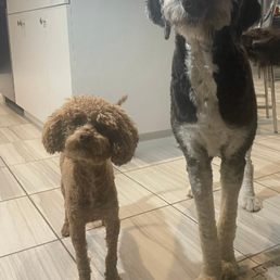 A beautiful shave but definitely not worth the experience my pups endured. A beautiful shave but definitely not worth the experience my pups endured.