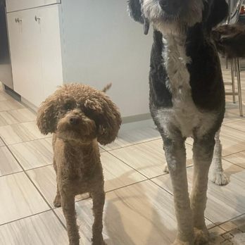 Dog Wash Spa Cedar Park - A beautiful shave but definitely not worth the experience my pups endured. - Pet Groomers Near Me - Cedar Park, Texas Dog Wash Spa Cedar Park - A beautiful shave but definitely not worth the experience my pups endured. - Pet Groomers Near Me - Cedar Park, Texas