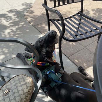 Sabor Mexican Grill - Makana enjoyed the shaded tree on the patio - Mexican Near Me - Aurora, Colorado