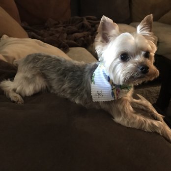 Dog's Delight - Chloe and Allie are both looking good after there visit! Thanks - Pet Groomers Near Me - Folsom, California