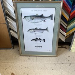 Framers Edge Gallery & Frame - A print of the progression of the life of a typical striped bass.