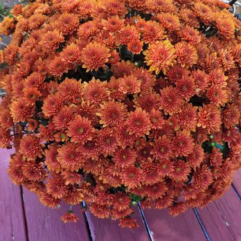 Gresczyk Farms - Mums - Nurseries & Gardening Near Me - New Hartford, Connecticut