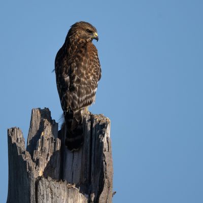 Sepulveda Basin Wildlife Reserve by null