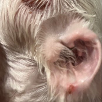 The Grooming Gals - WTF - Pet Groomers Near Me - Cincinnati, Ohio
